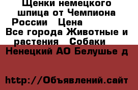 Щенки немецкого шпица от Чемпиона России › Цена ­ 50 000 - Все города Животные и растения » Собаки   . Ненецкий АО,Белушье д.